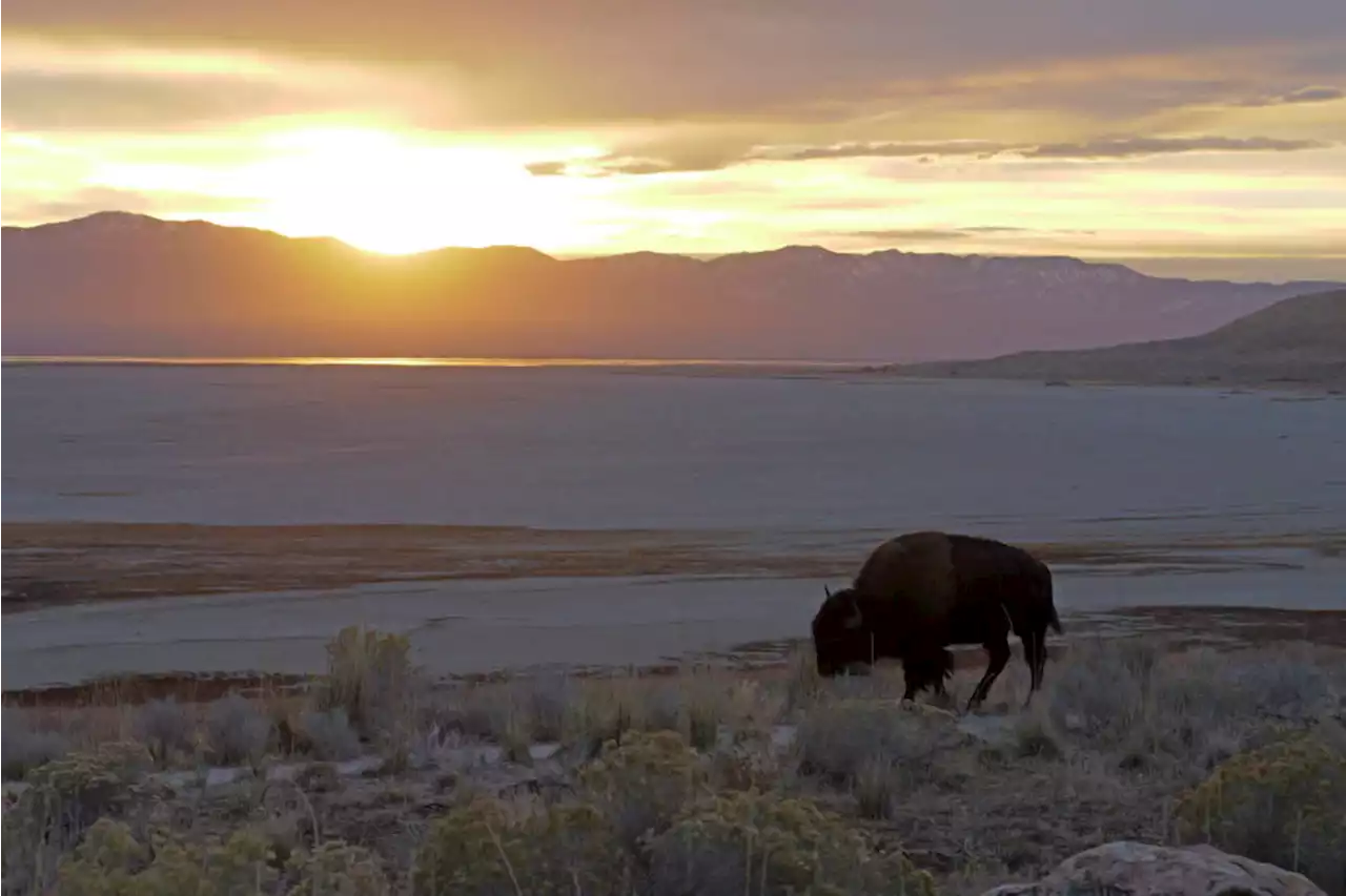 Bison’s relocation to Native lands revives a spiritual bond - Terrace Standard