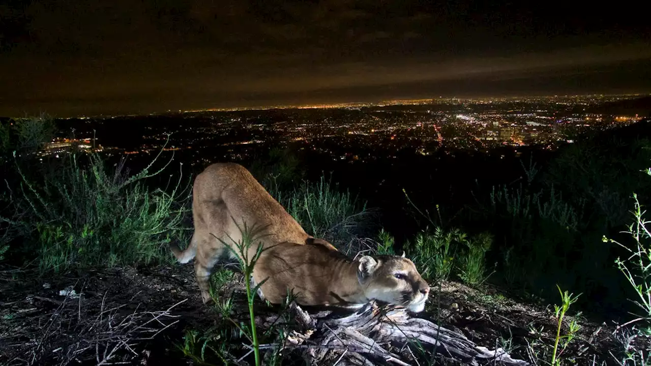 Mountain lion snatches, kills leashed Chihuahua mix on a walk in Hollywood Hills