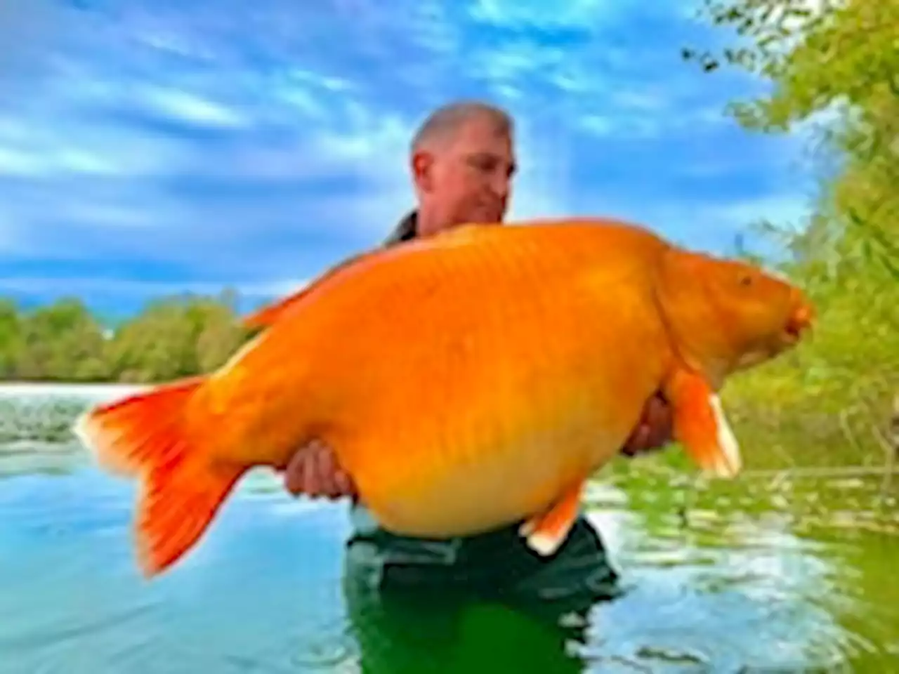 Behold Carrot, the 67-pound goldfish caught in France