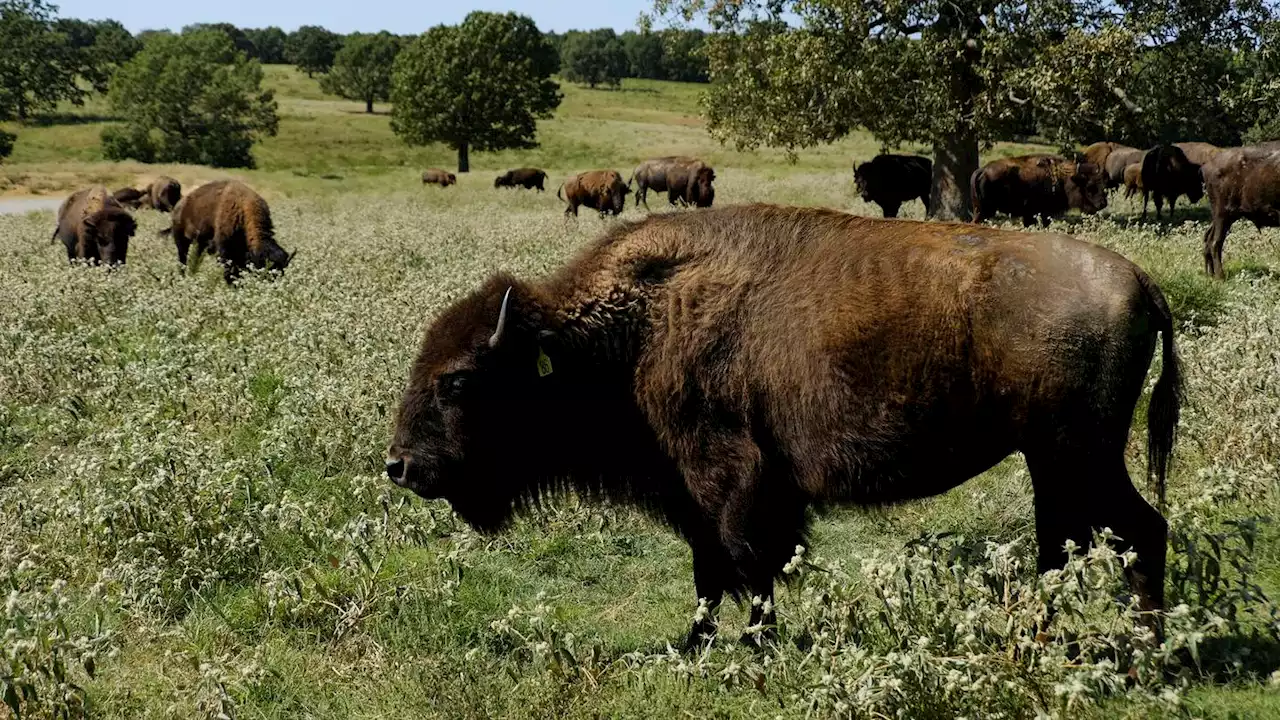 Bison's relocation to Native lands revives a spiritual bond