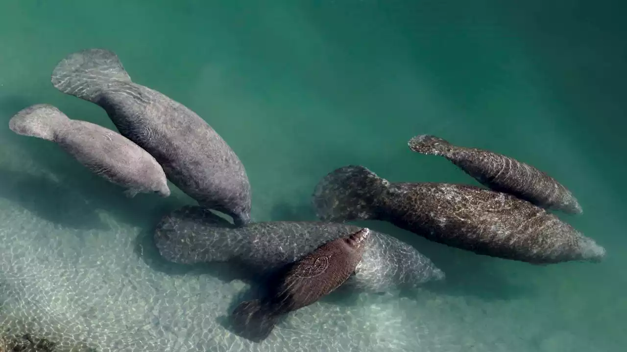 Endangered status sought for manatees as hundreds starve