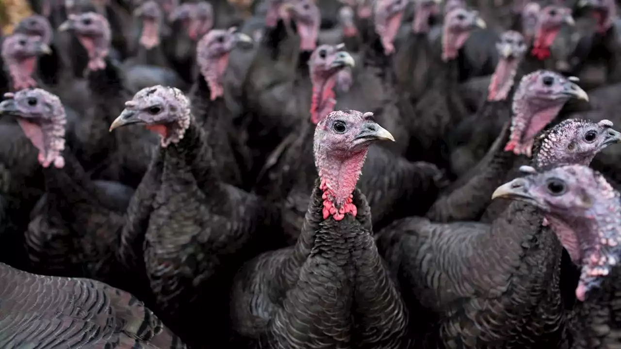 Is your Thanksgiving turkey safe to eat? Here's what you should know about bird flu.