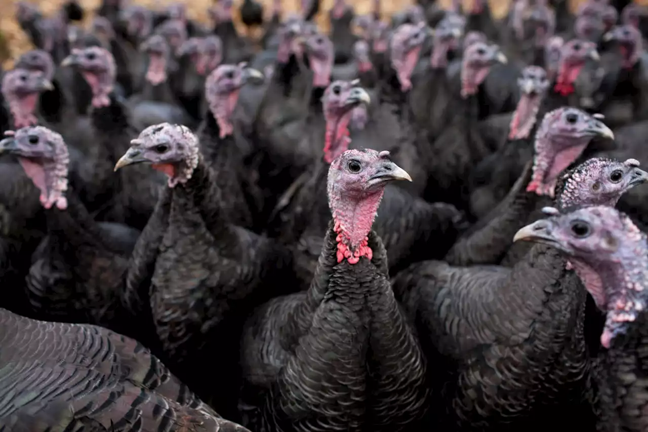 Is your Thanksgiving turkey safe to eat? Here's what you should know about bird flu.