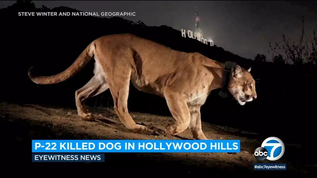 LA's famed mountain lion P-22 killed Chihuahua on leash in Hollywood Hills, park service says