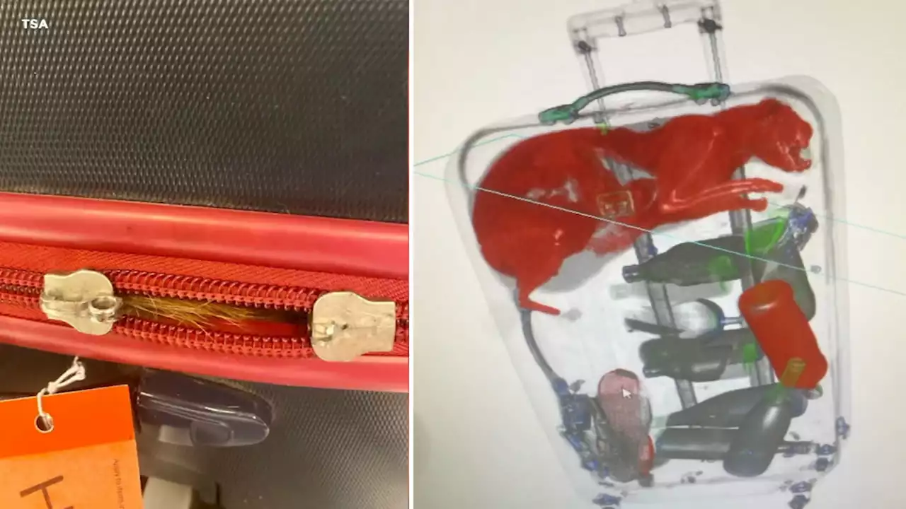 TSA officers shocked to find orange cat in checked bag at JFK Airport