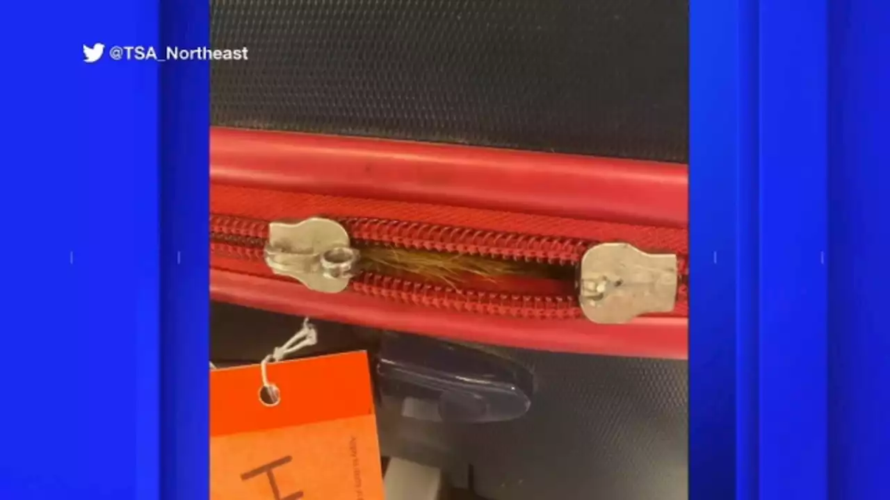 TSA officers shocked to find orange cat in checked bag at JFK Airport