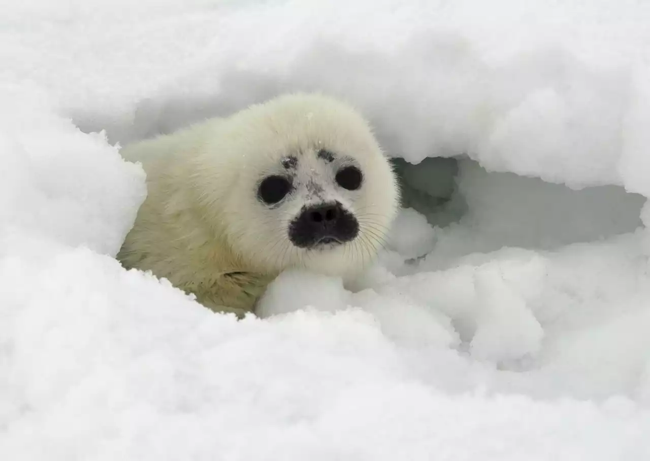 State, North Slope Borough file lawsuit seeking to remove ringed seals’ threatened listing