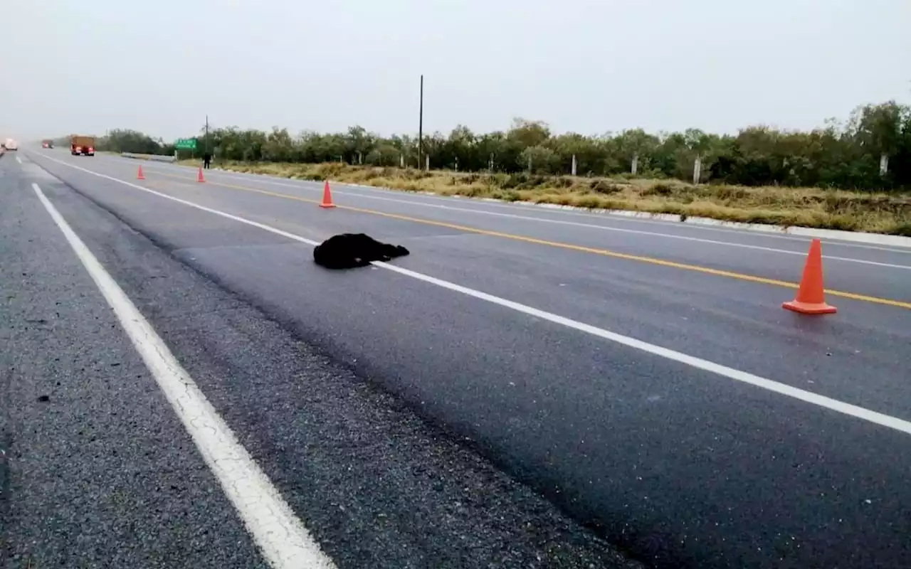 Muere oso atropellado en carretera de Nuevo León