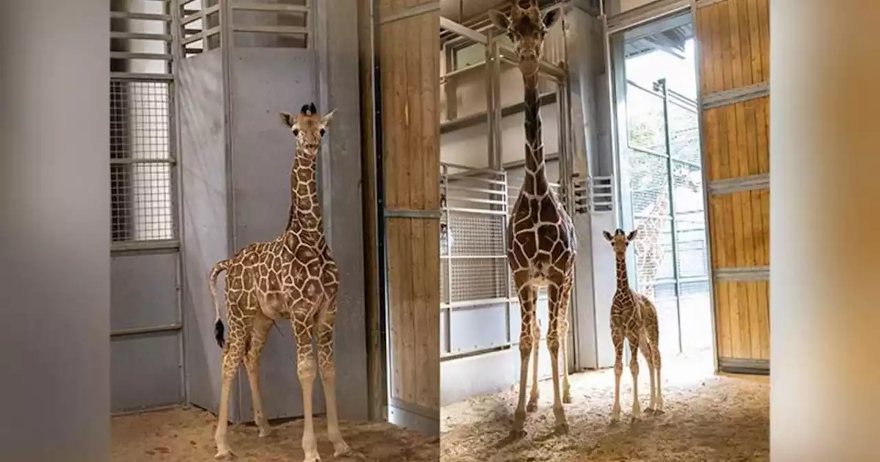 Double trouble: Two male giraffes born at Fort Worth Zoo