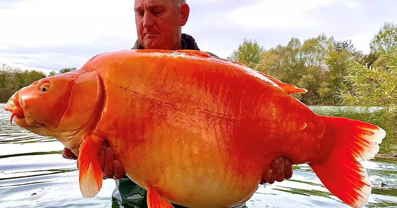 A fisherman caught a massive goldfish-like carp weighing 67.4 pounds. It's named 'The Carrot'