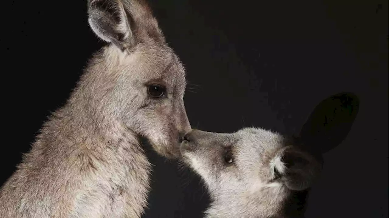 Fuchs tötet Mini-Kängurus im Tierpark Luckenwalde