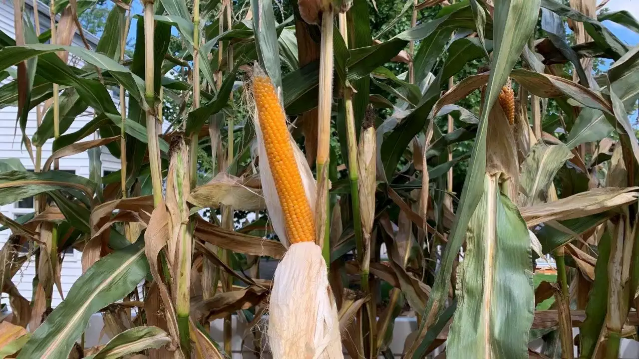 How to grow, harvest and give popcorn in Northeast Ohio