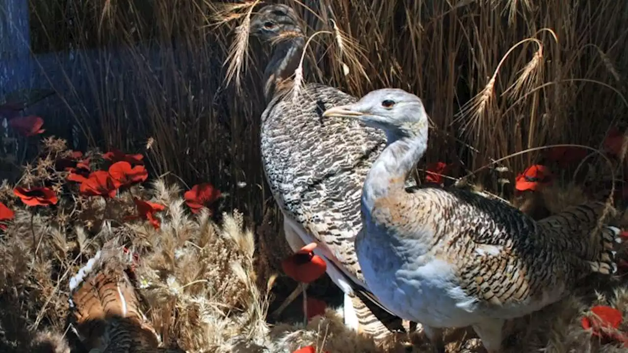 World's heaviest flying bird uses plants to self-medicate, scientists say | CNN