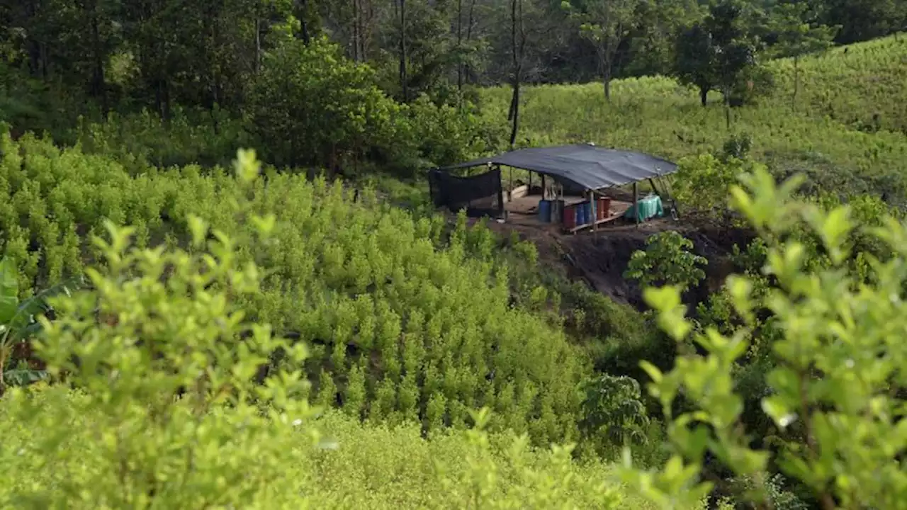 Colombia's drug problem is worse than ever. But it has a radical solution | CNN