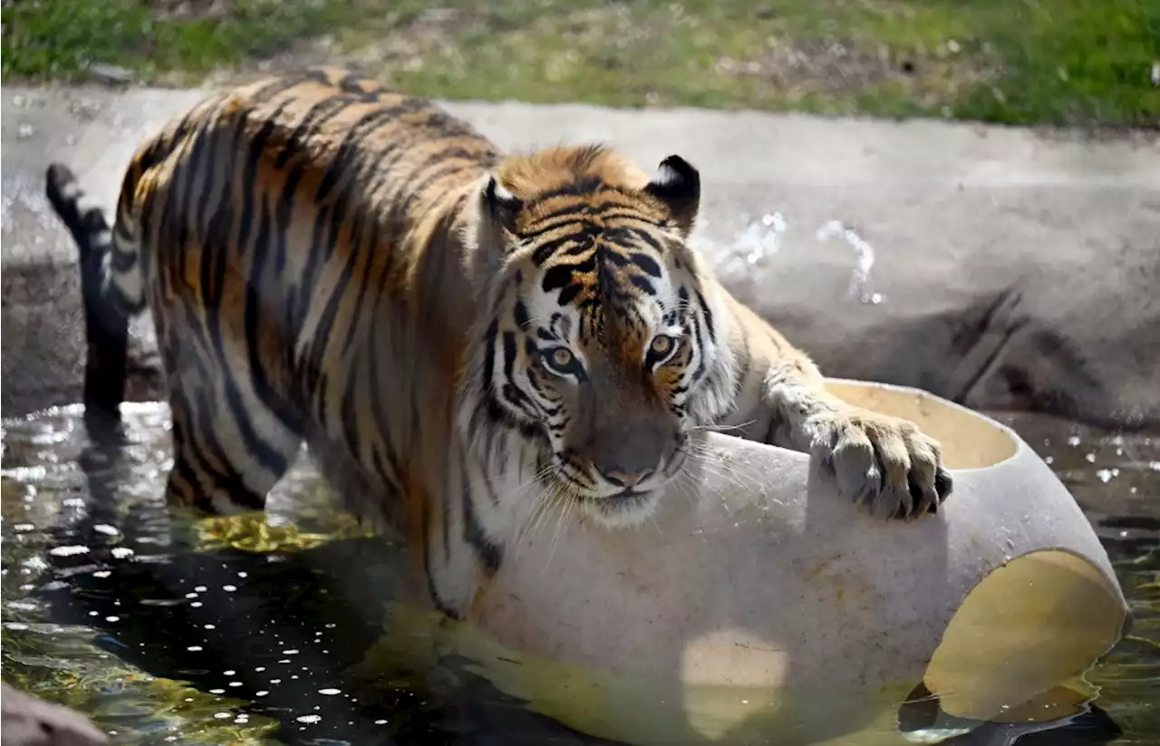 Yuri, a 12-year-old Amur tiger at the Denver Zoo, has died, officials said