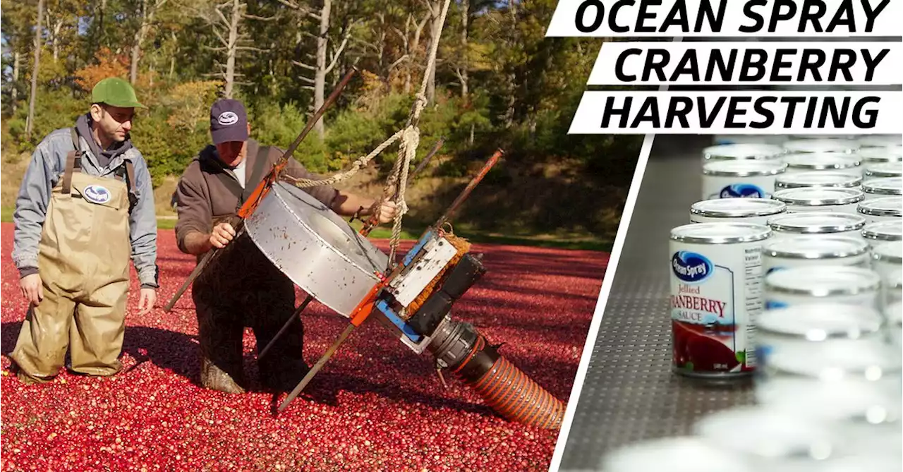 How Ocean Spray Harvests and Processes Cranberries for the Holiday Season