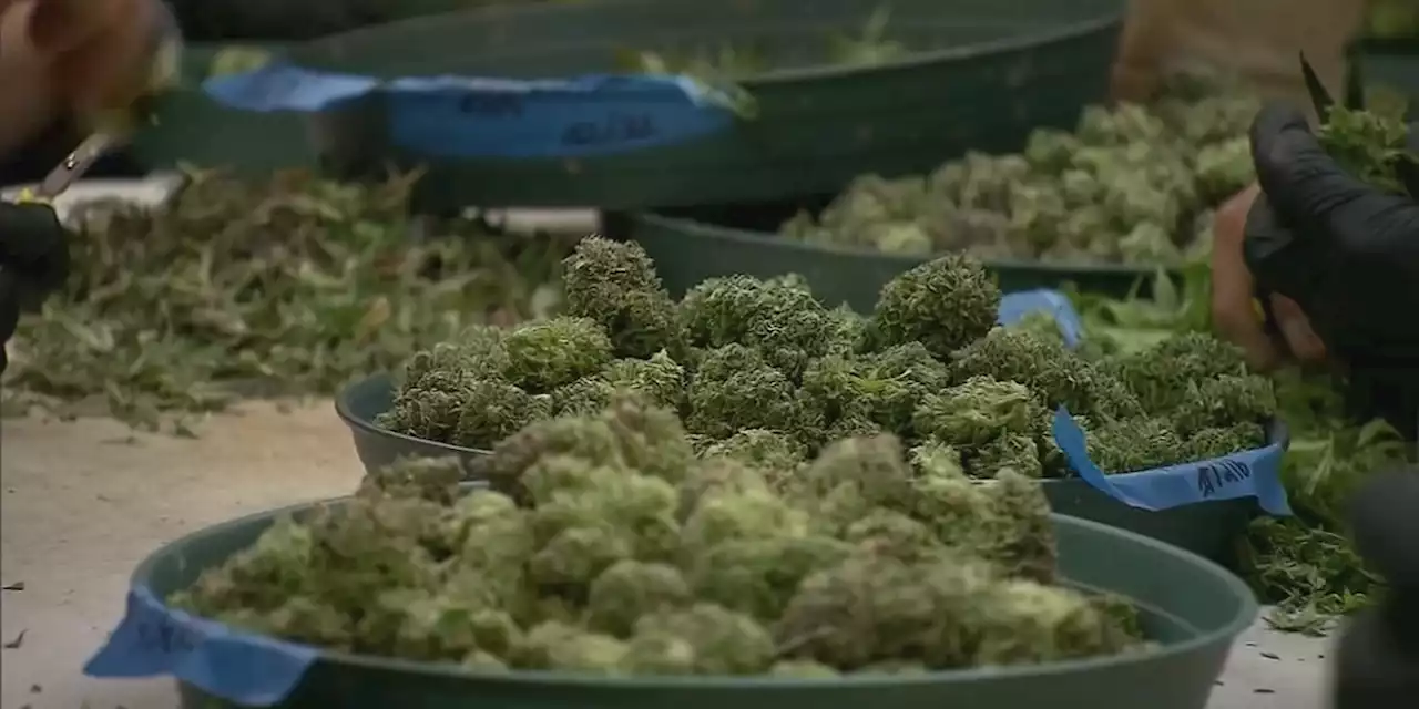 Mobile City Council has heated debate over medical marijuana dispensaries coming to the Port City