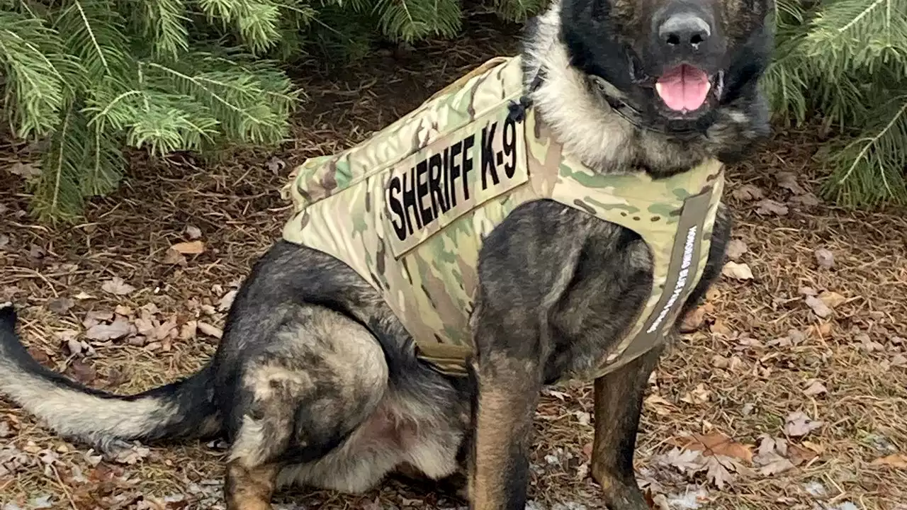 Sheriff's K9 Dax saves Mundelein woman from hypothermia