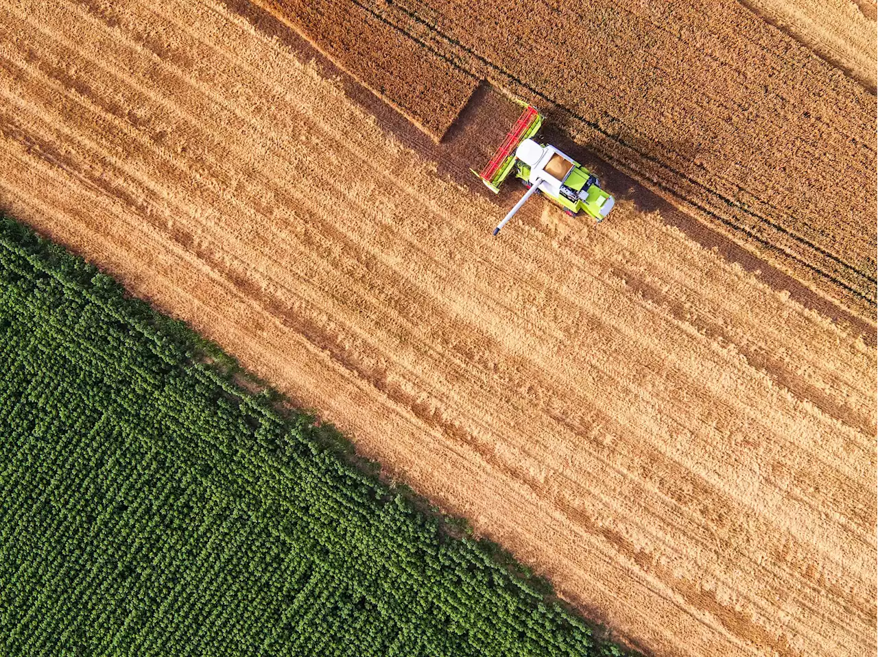 Globale Lebensmittelunsicherheit – Agrarmarkt in der Krise