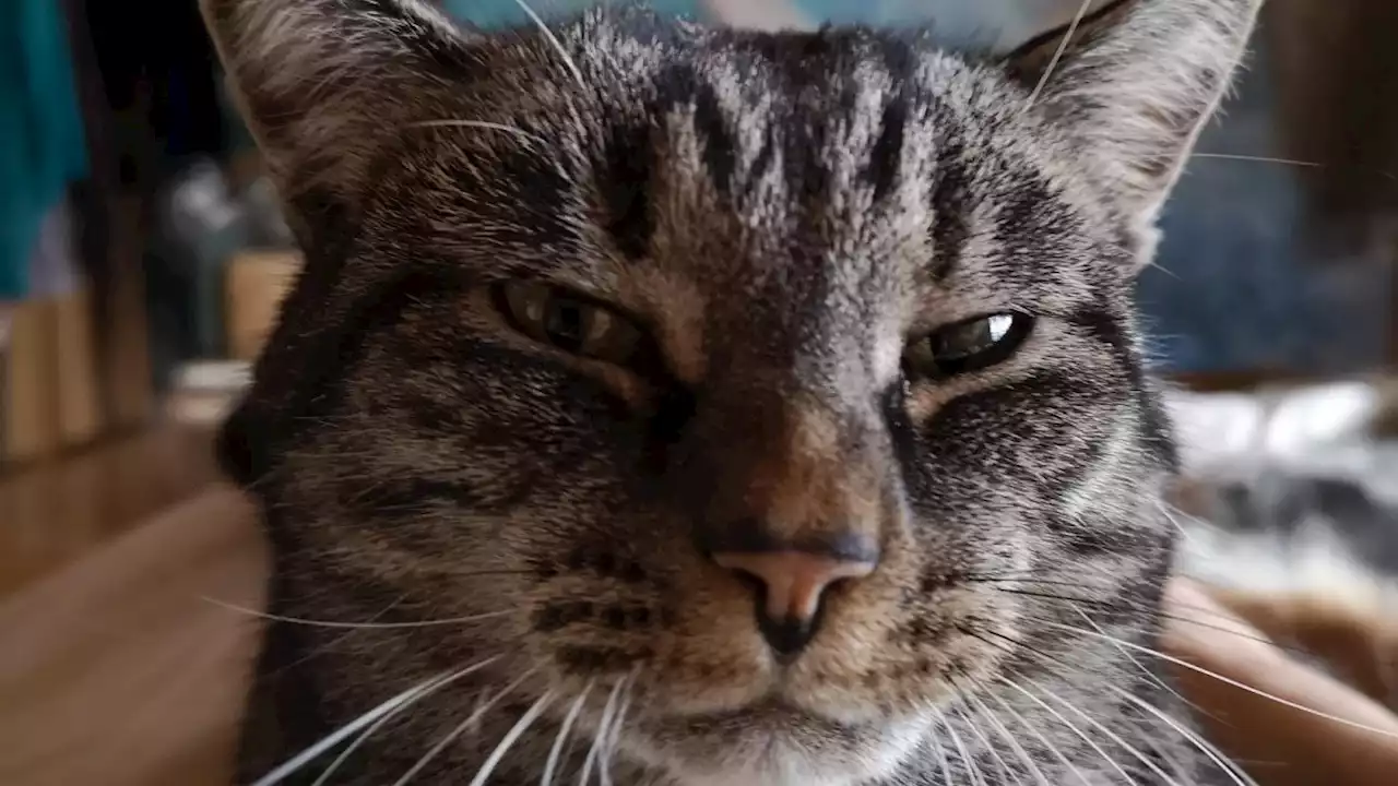 Ausgespäht: Bei diesem Futterautomaten kam nicht nur die Katze auf den Geschmack