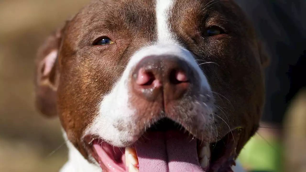 Dogs and cats at Indianapolis shelter who have been looking a long time for a home