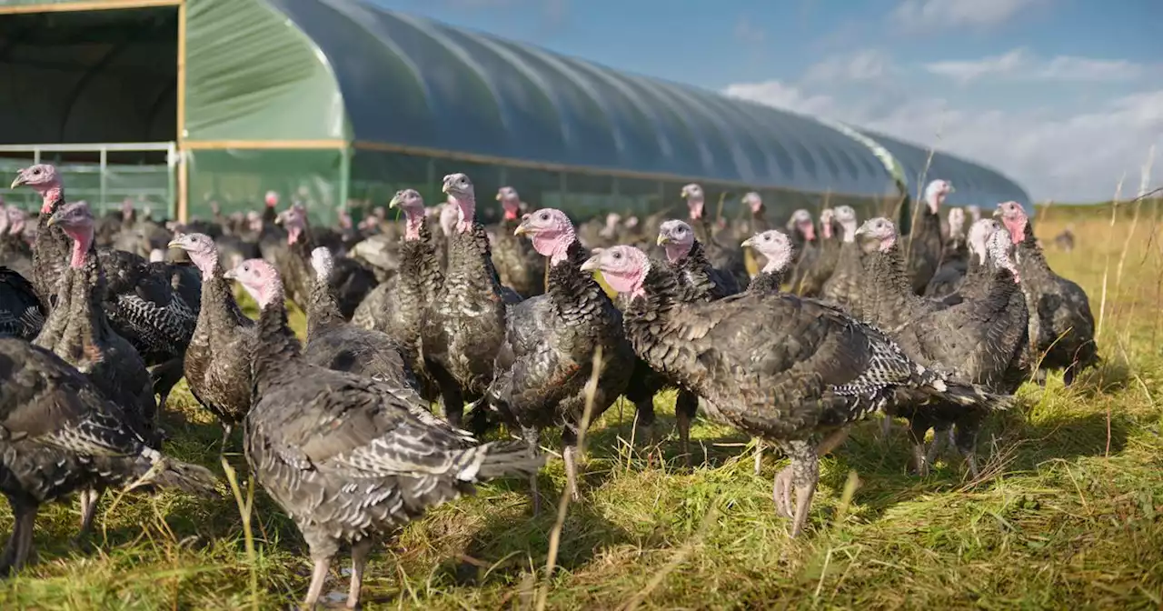 Second turkey flock in Monaghan positive for bird flu as 'exclusion zone' set up