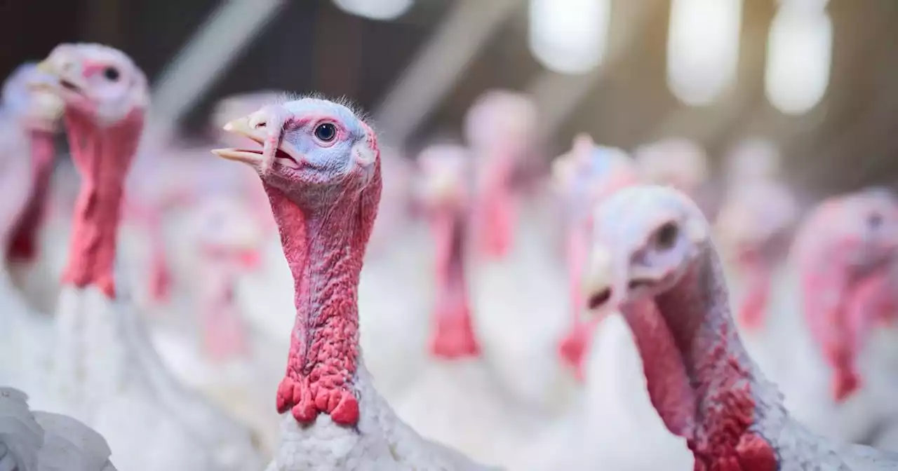 Avian flu confirmed in second turkey flock in Co Monaghan