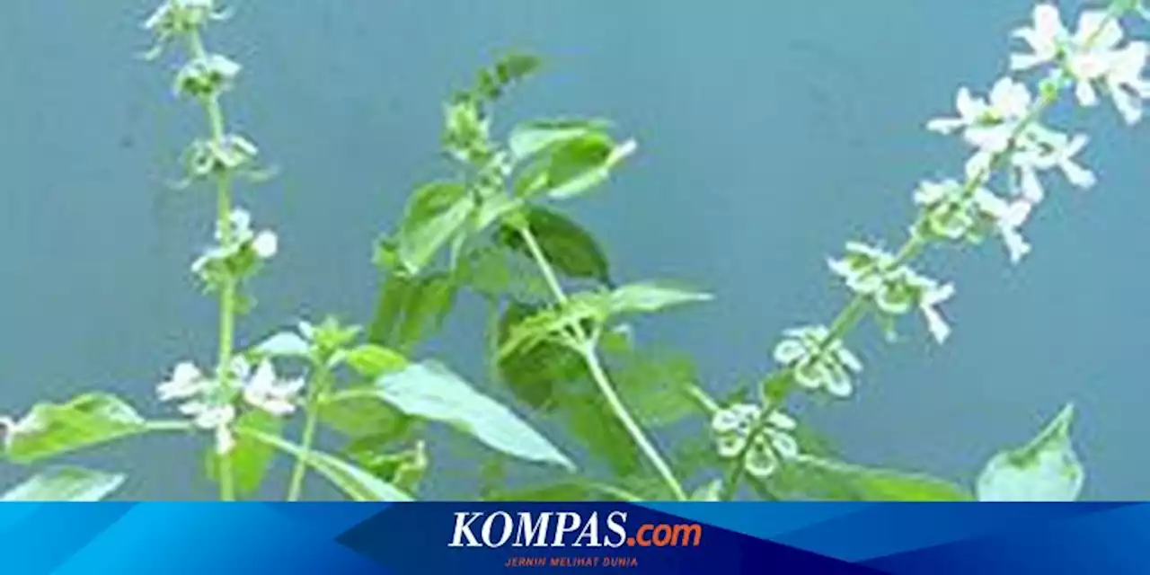 8 Manfaat Daun Kemangi untuk Kesehatan yang Perlu Diketahui