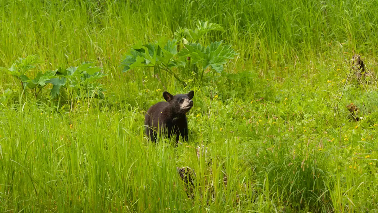 First bear with bird flu in US was cub in Glacier Bay