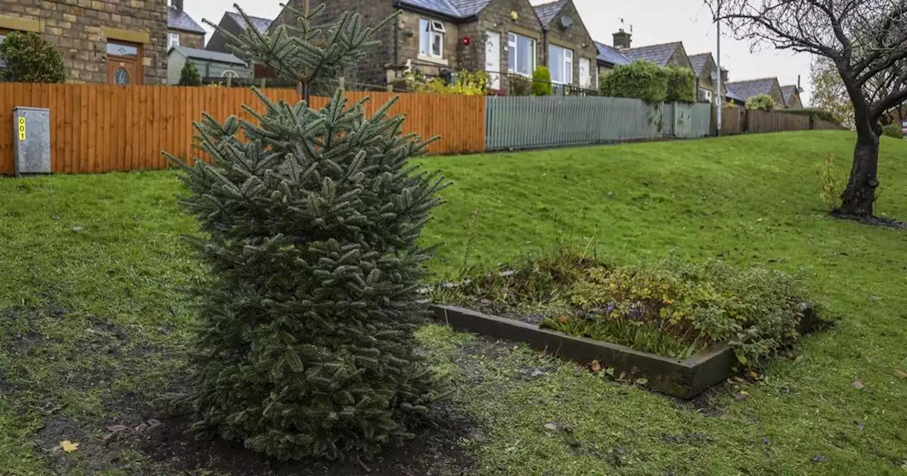 Villagers FUMING over tiny Christmas tree which had a huge price tag