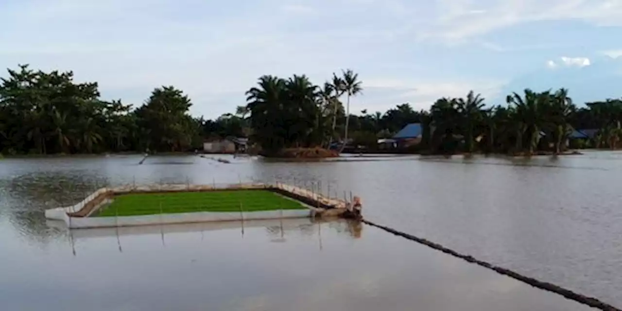 Program Food Estate Gagal, Banyak Alat-Alat Mangkrak | merdeka.com