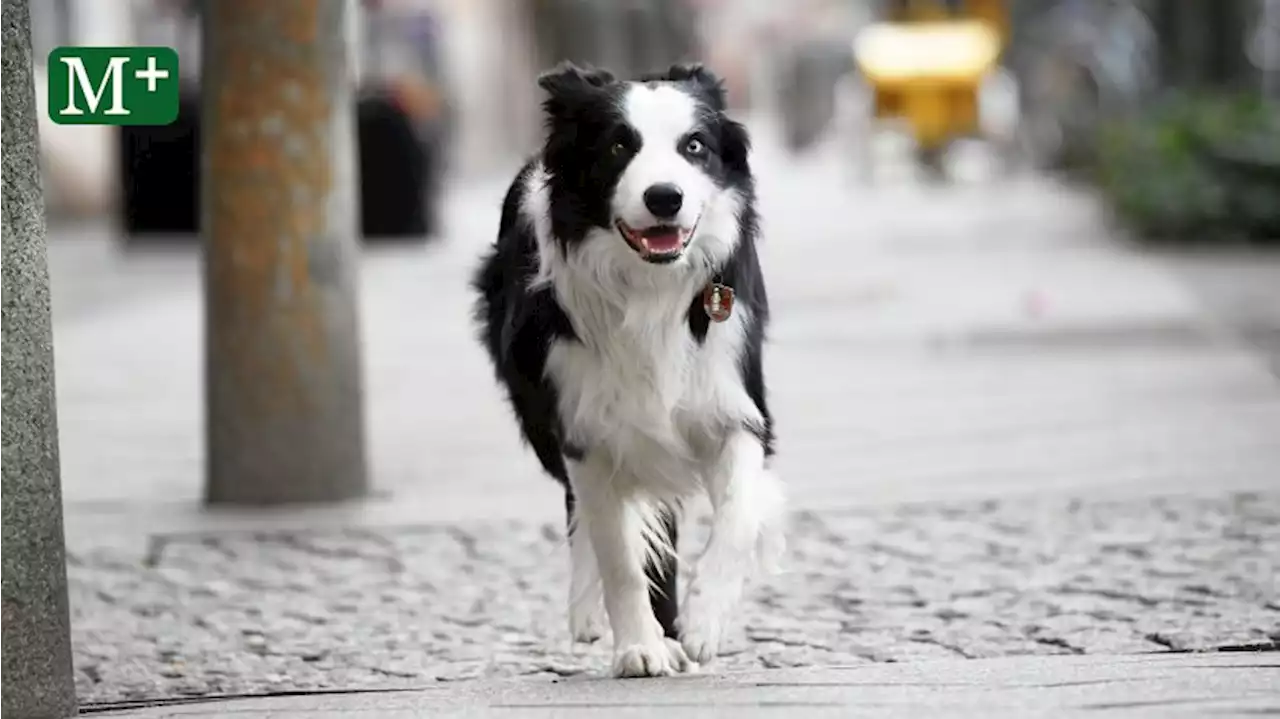 Hunderegister Berlin: Hunde ohne Chip sind bald Steuerhinterziehung