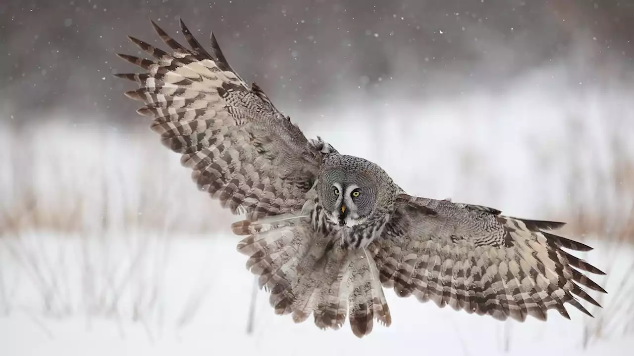 How this owl detects prey hiding under mounds of snow