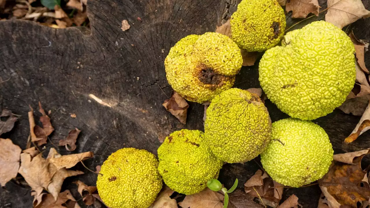 The surprising ancient history of the hedge apple