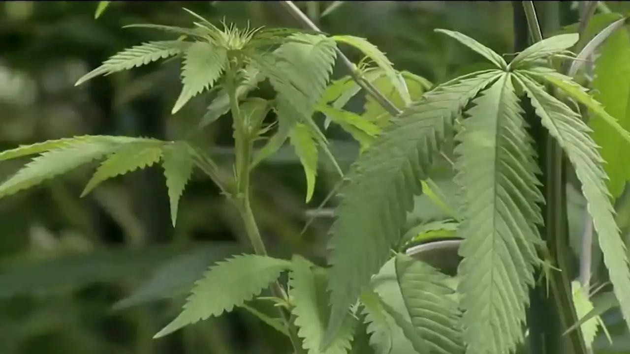 5 Rhode Island Businesses Approved for Adult-Use Pot Sales Starting Next Week