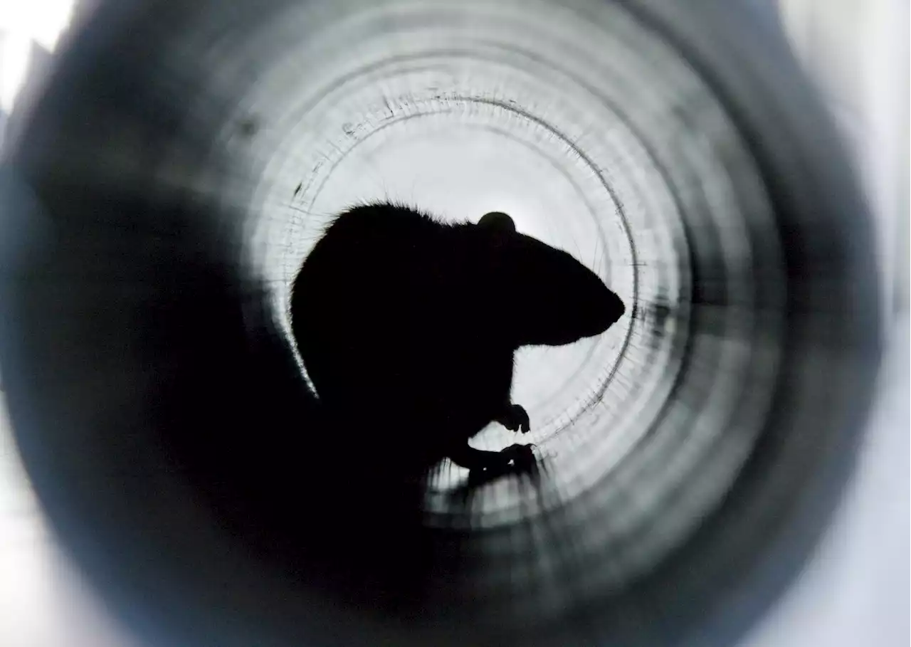 New York sewer rats are easily infected by SARS-CoV-2, according to new study