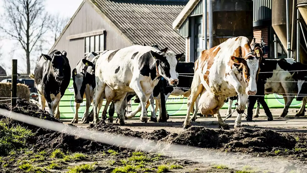 Honderden boeren wachten op uitkoopregeling, 'onduidelijkheid is frustrerend'