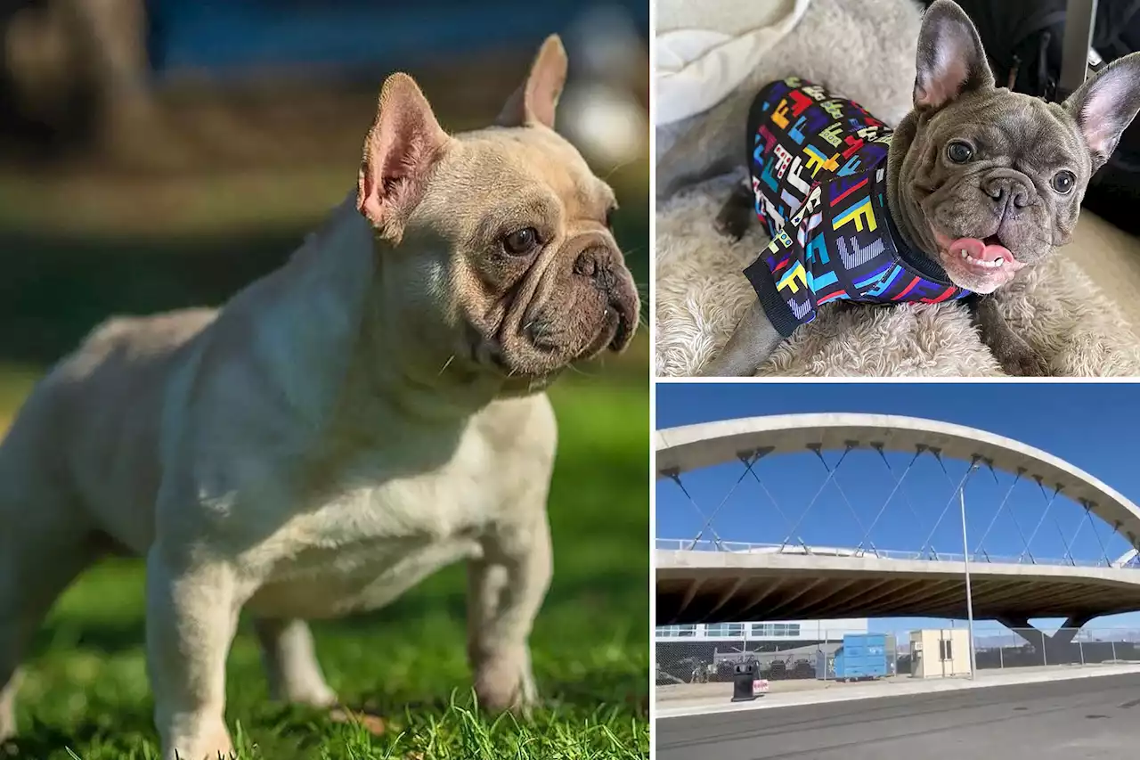 15-year-old boy charged with stealing 2 French bulldogs at gunpoint