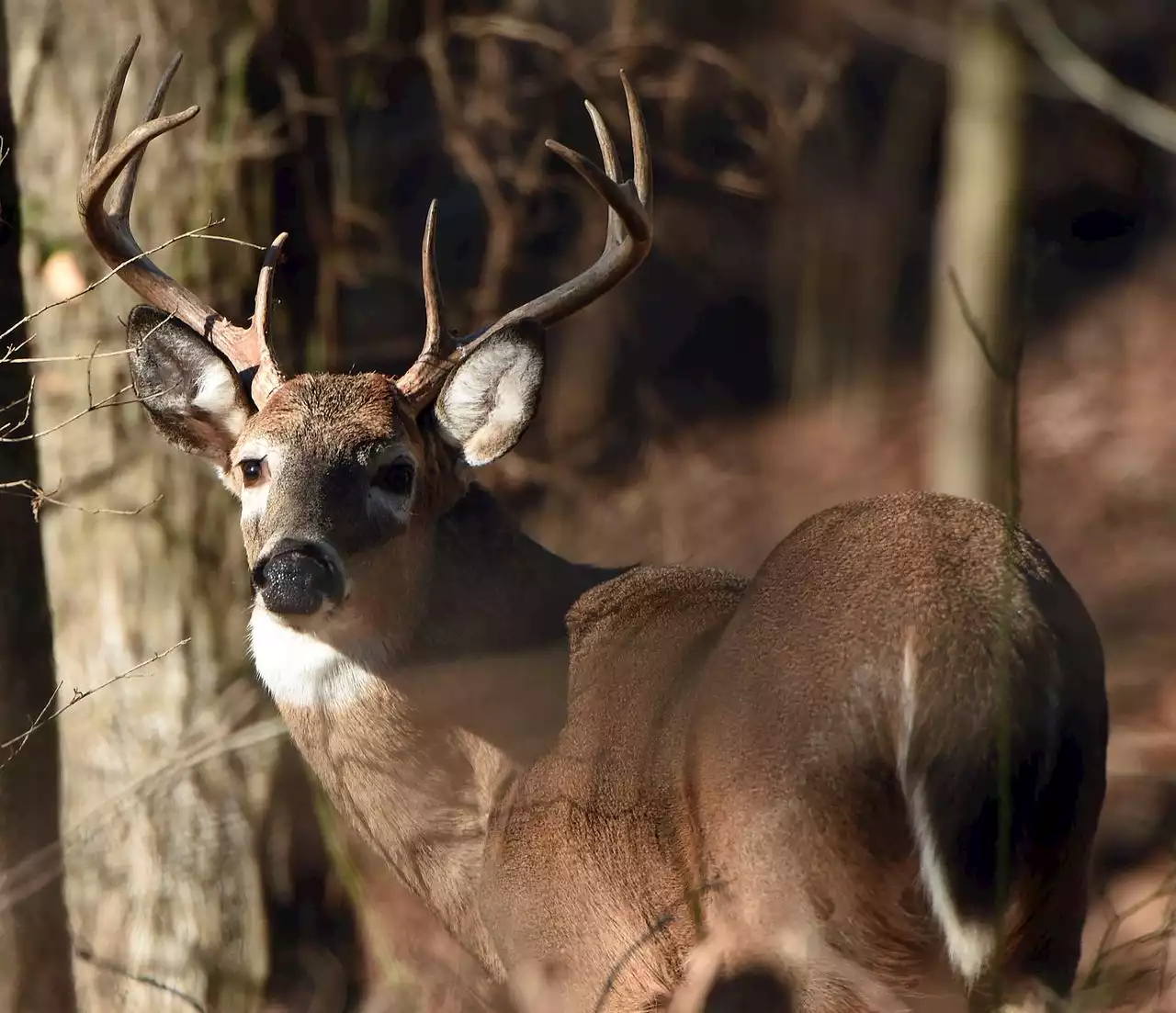 Pa. game poacher had remains of 37 bucks on his property: police