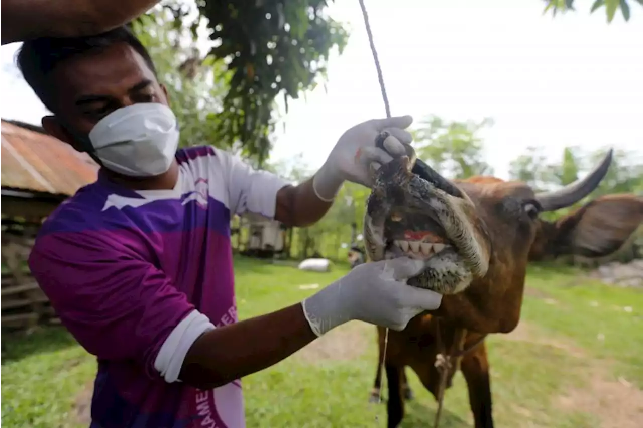 Kasus Penyakit Sapi Ngorok di Rokan Hulu Capai 451 Ekor |Republika Online