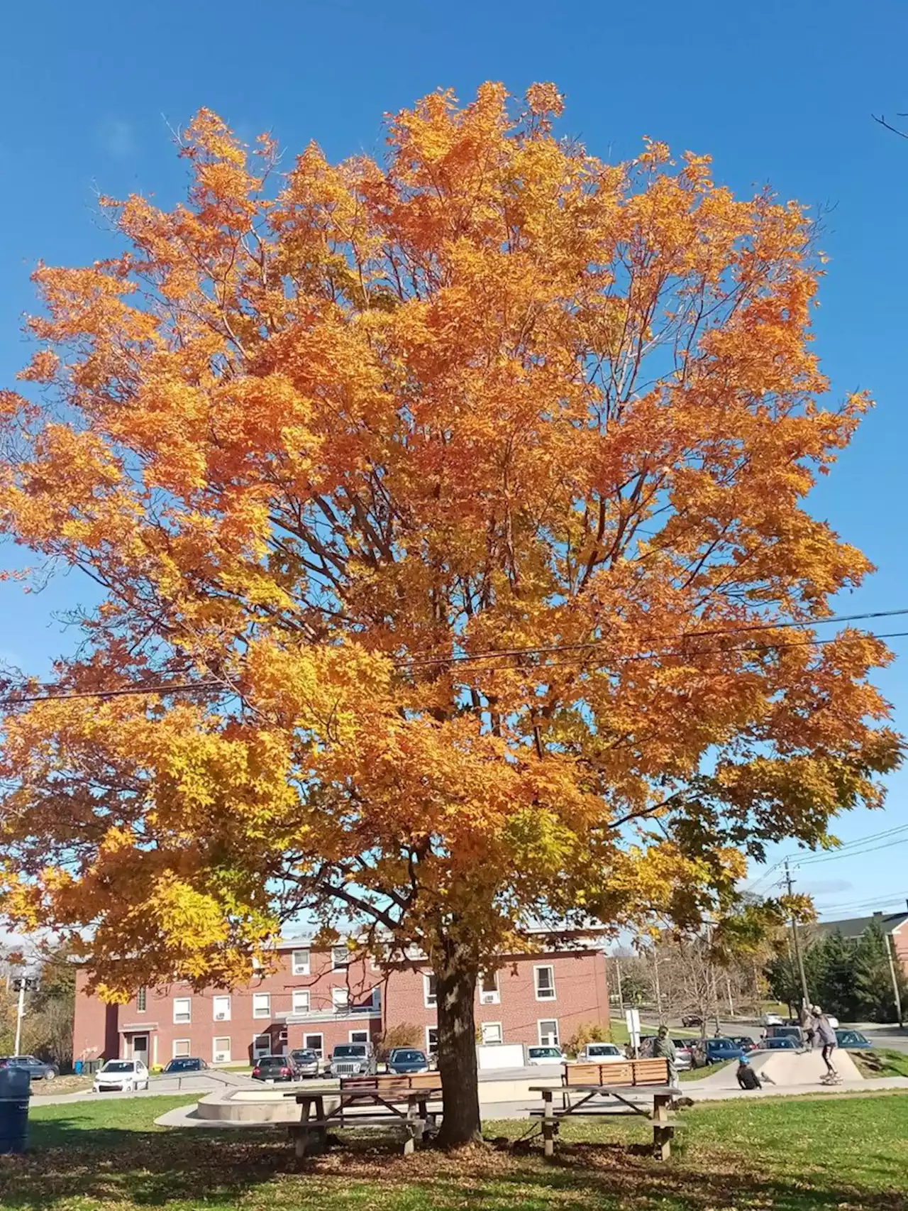 WEATHER PHOTO: The beauty of fall in Antigonish, N.S. | SaltWire