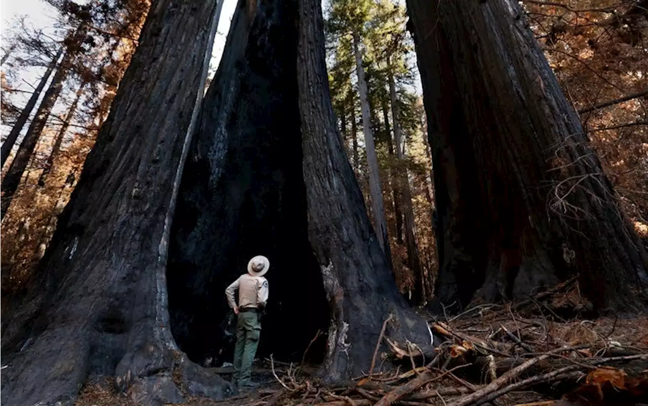 A Burned Redwood Forest Tells a Story of Climate Change, Past, Present, and Future