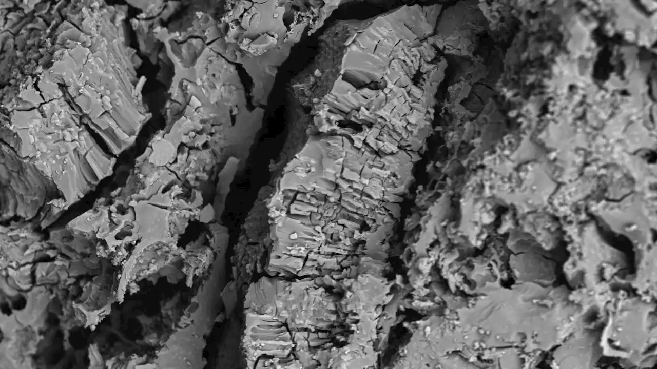 Oldest charred food remains reveal earliest evidence of plant cooking by Neanderthals