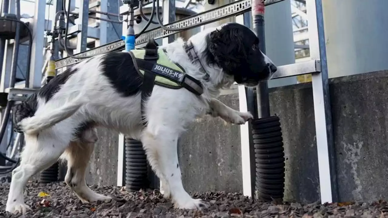 Sniffer dog Jac works for SP Energy Networks helping to keep lights on in Scotland