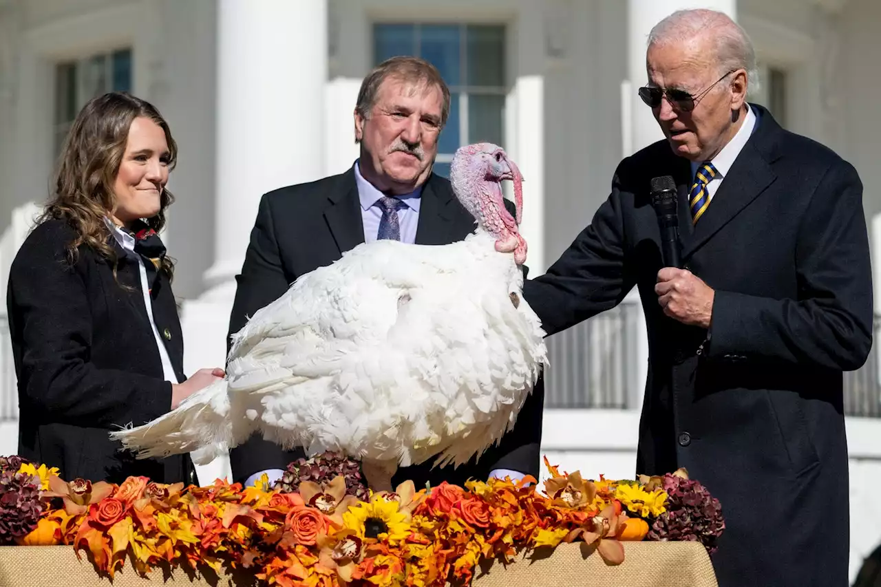 Turkeys Probably Do Not Love Being Involved in the Turkey Pardon Tradition