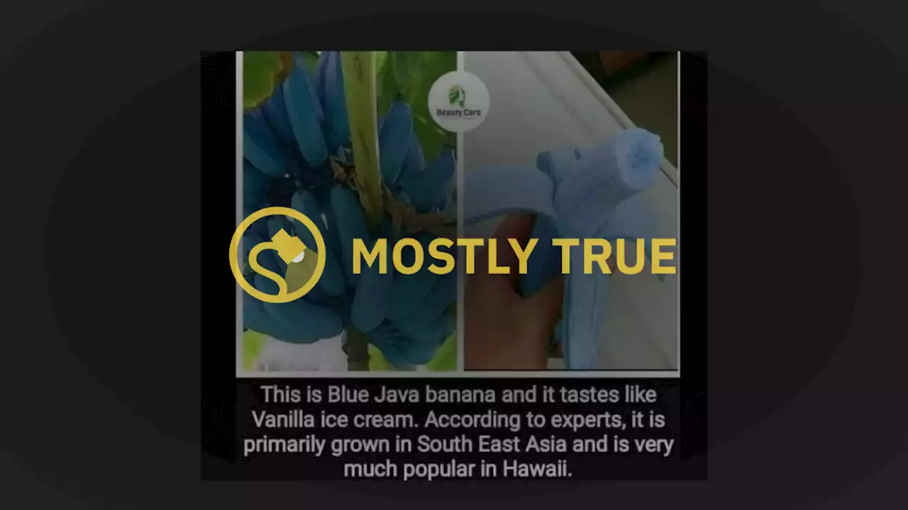 Are Blue Java Bananas Real?