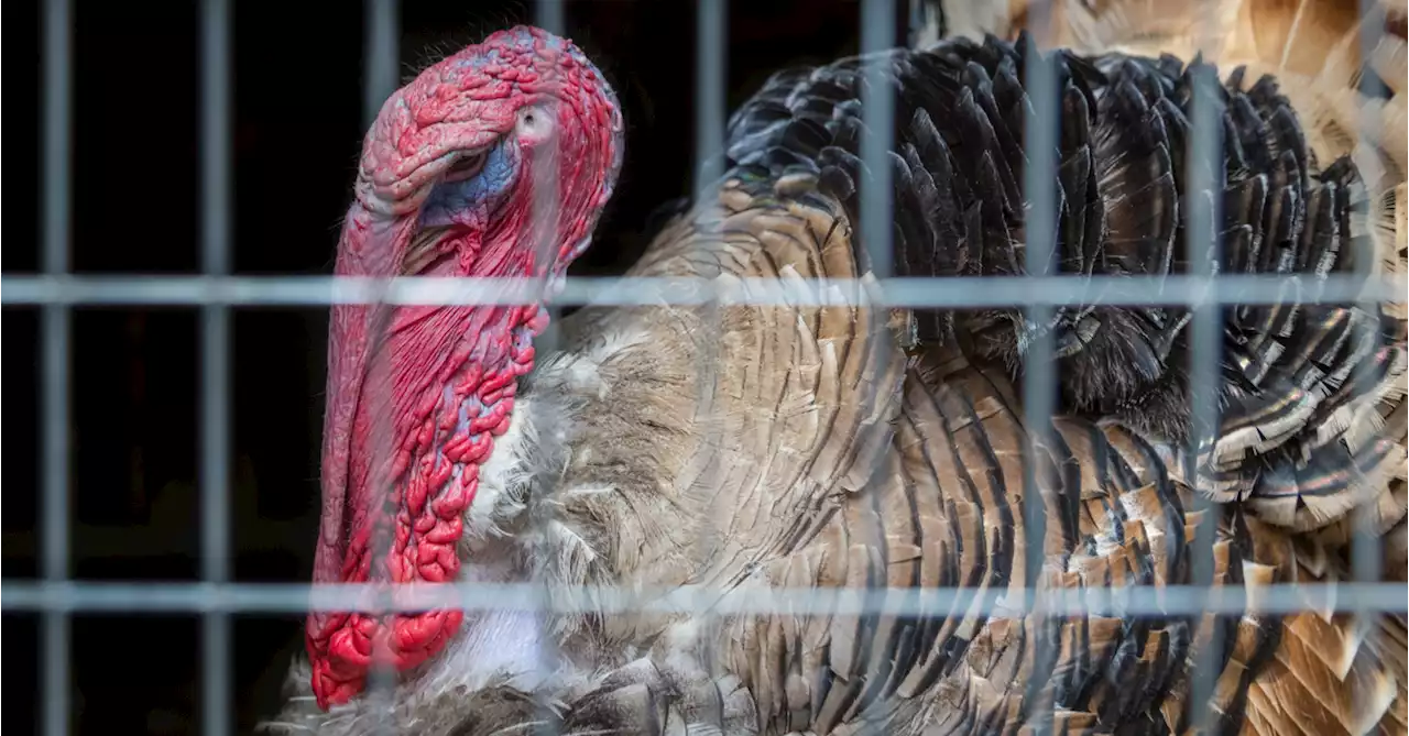 Did the Thanksgiving Turkey Pardon Begin with President Truman?