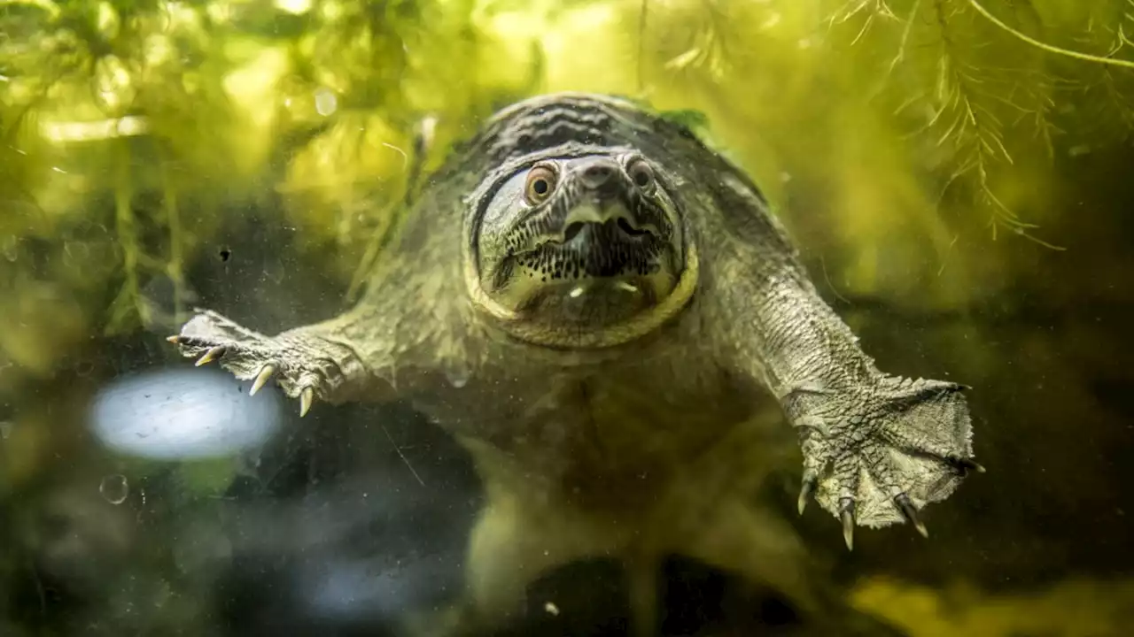 Überfüllte Tierheime: Wie die Energiekrise Reptilien bedroht