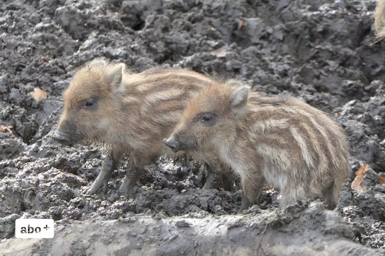 Peter und Paul: St.Galler Wildpark mit zu vielen Wildschweinen