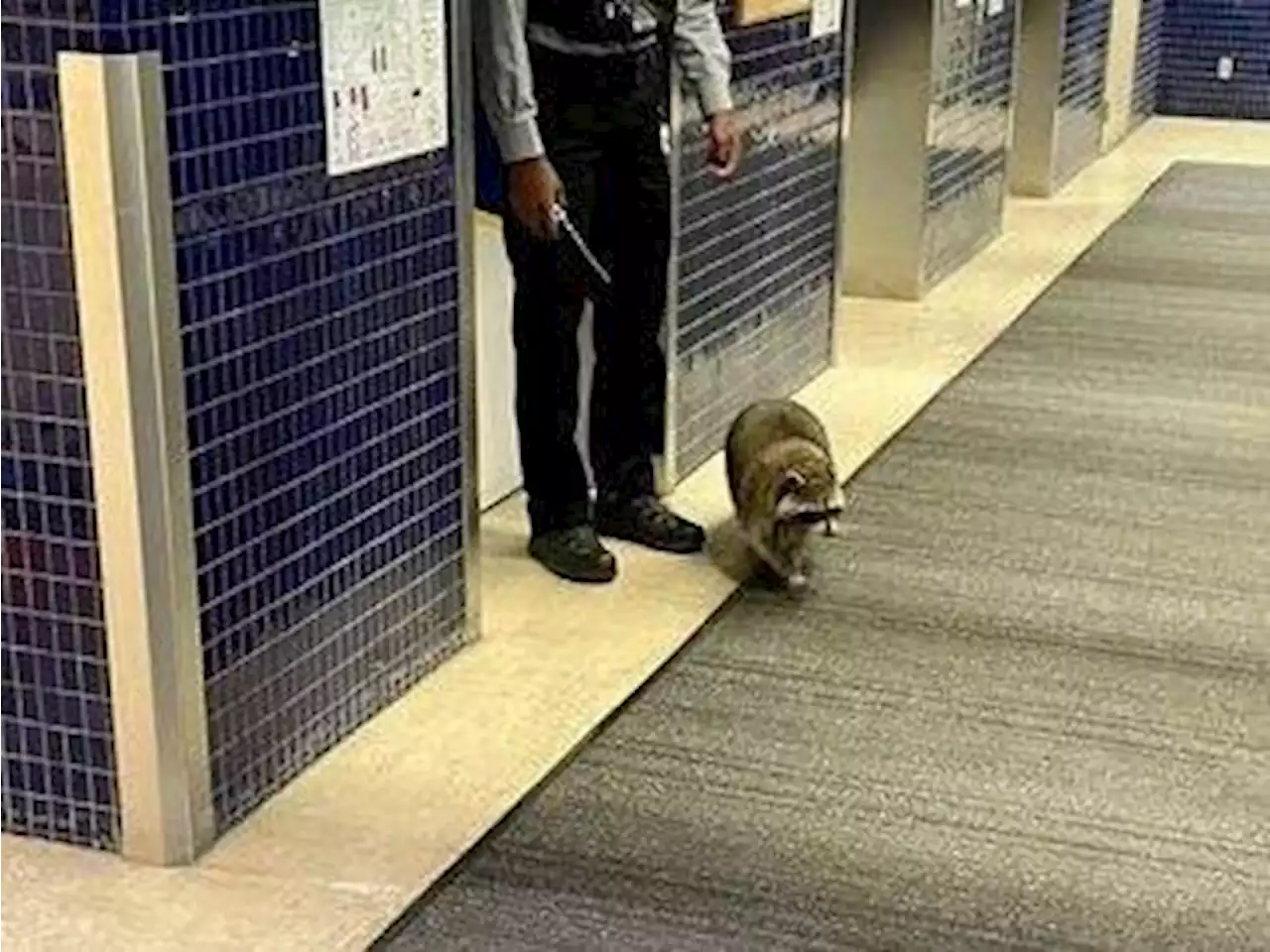 Racoon strolls through hospital lobby